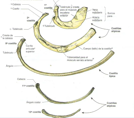 Tórax: Costillas atípicas. | Guía de Morfología