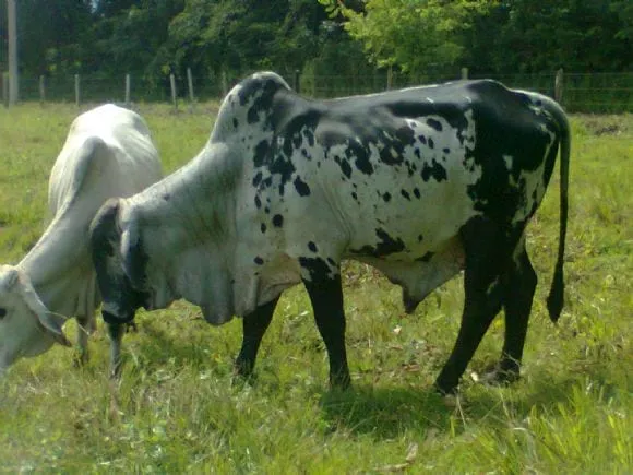 toro brahman gris americano con girholando como semental