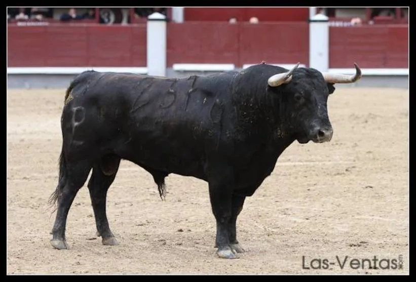 El Toro de Cenicientos: ¿A DONDE VAN LAS CABEZAS DE CAMADA? A ...