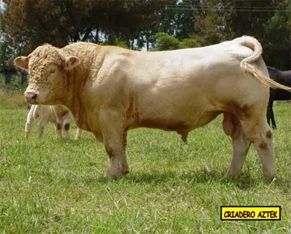 toro charolais | historiasveterinarias/