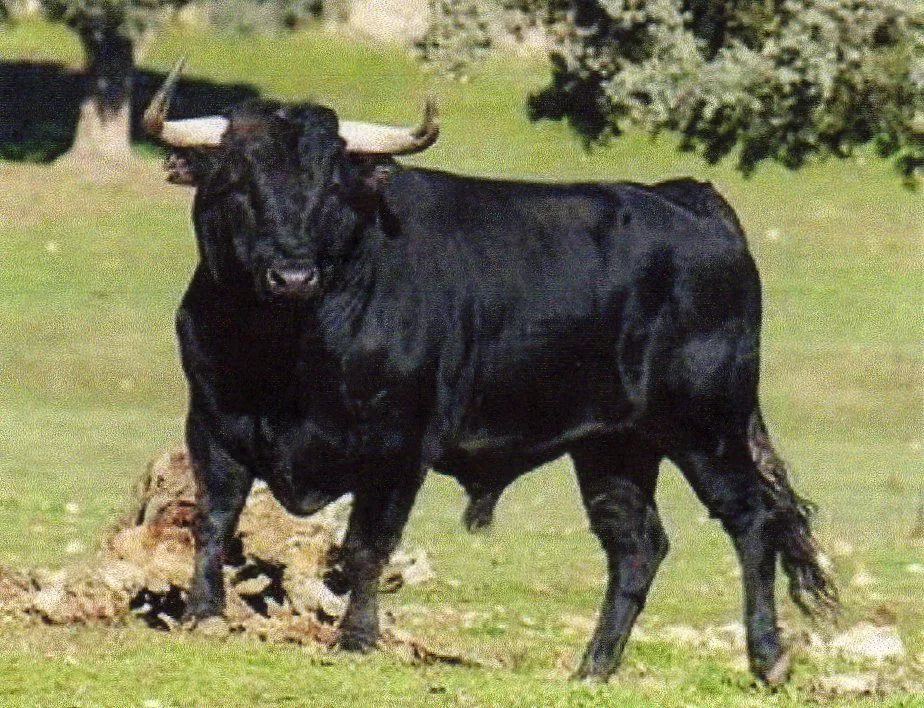 toro-de-lidia651.jpg