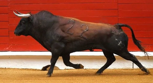 Toro de lidia-corrida | Flickr - Photo Sharing!