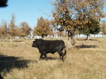 Toro de Lidia - Noticias