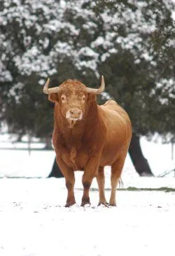 Toro de Lidia - Noticias