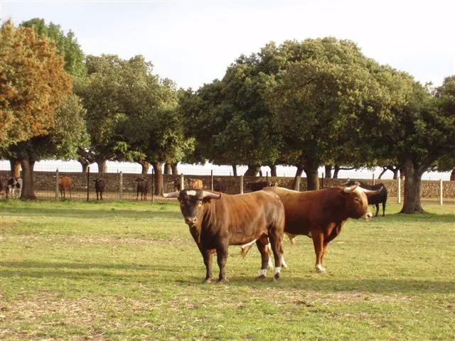 Toro de Lidia - Noticias