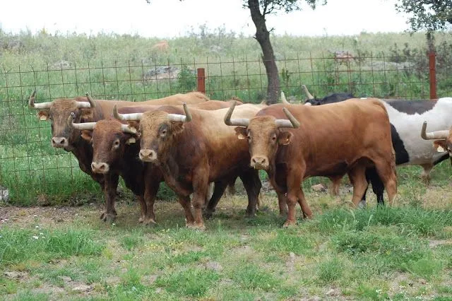 Toro, Torero y Afición: Sobre la ganadería de Alcurrucén (Javier ...