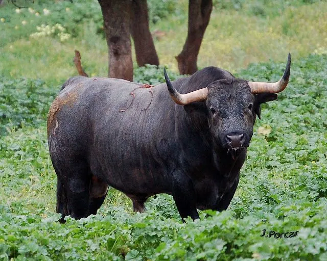 Toro, Torero y Afición: Sobre la ganadería de Arauz de Robles (