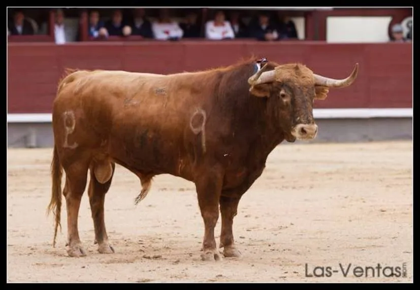 LOS TOROS CON AGUSTÍN HERVÁS.: EL DESTINO DE LAS CABEZAS DE CAMADAS