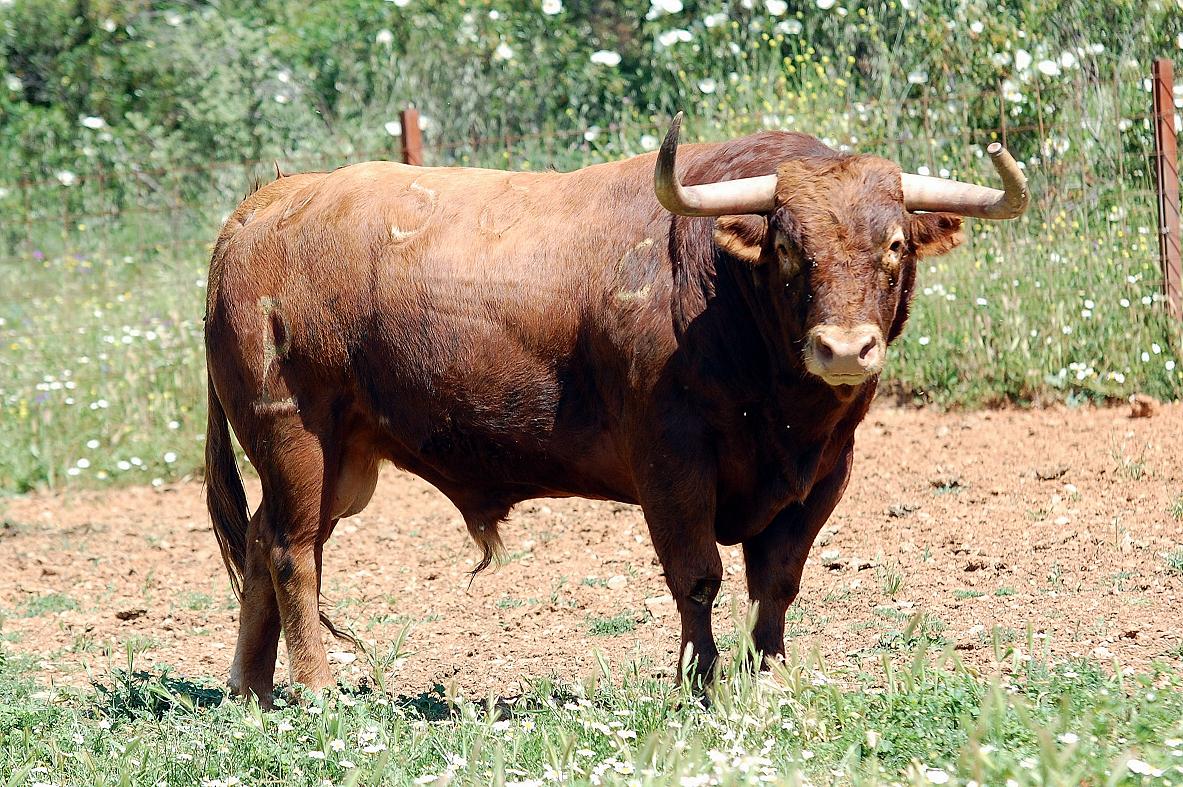 LOS TOROS CON AGUSTÍN HERVÁS.: EL DESTINO DE LAS CABEZAS DE CAMADAS