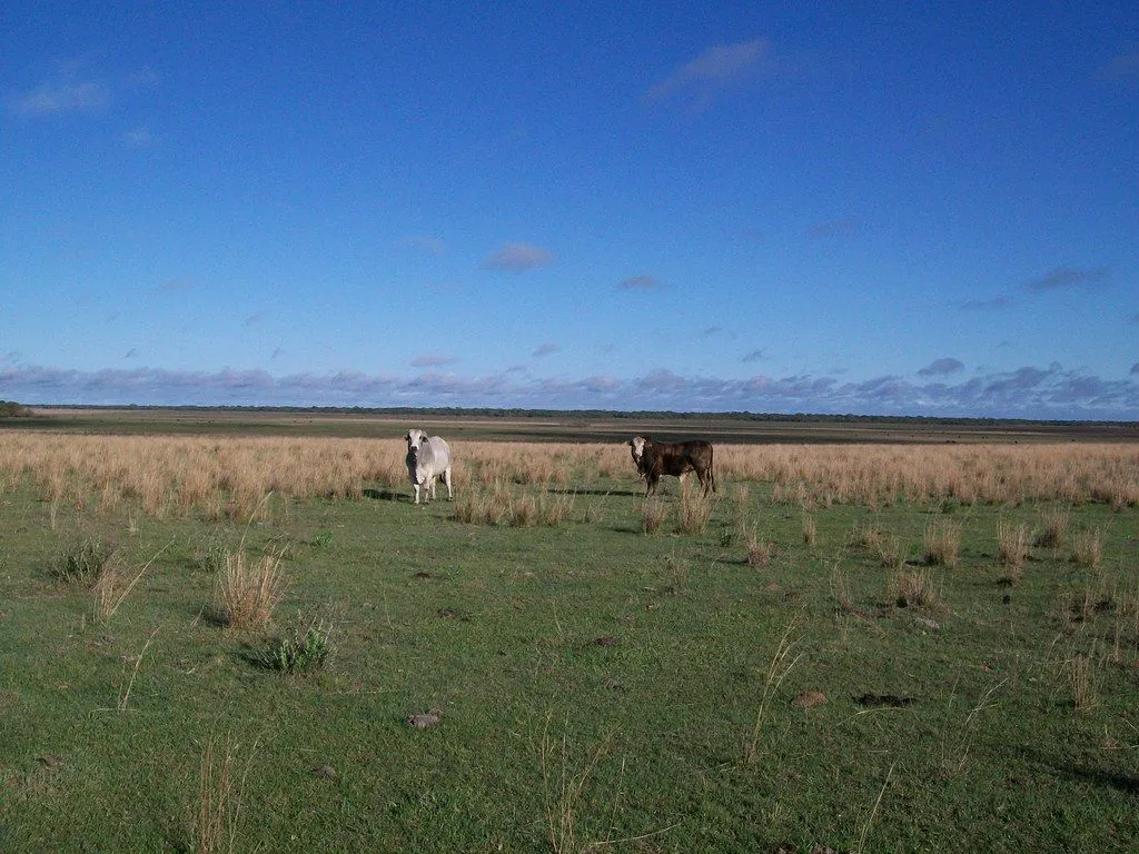 Toros cebú en campos de Corrientes ( Argentina) | Flickr - Photo ...