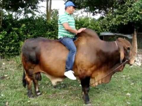 Imajenes de toros sebuses - Imagui