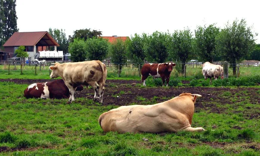 Toros en una granja de Damme