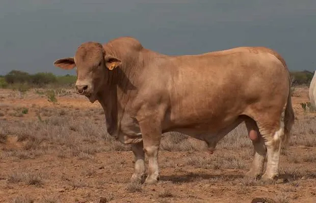 Imajenes de toros sebuses - Imagui