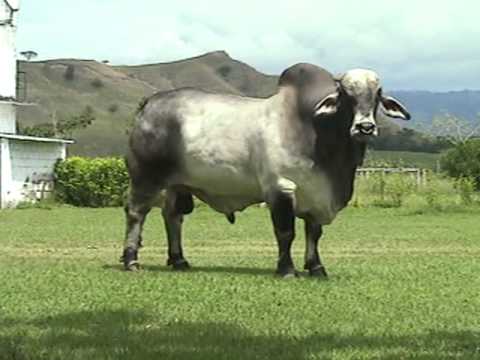 Fotos de toros sebuses - Imagui