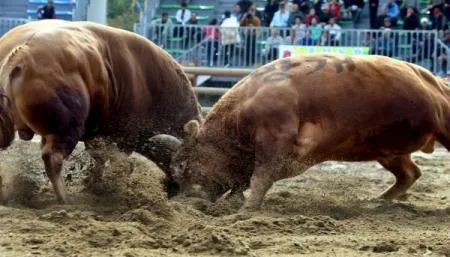 Ver imágenes de toros - Imagui