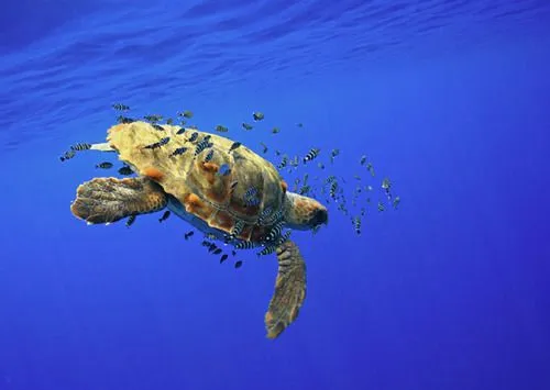 Una tortuga careta (Caretta caretta) rodeada de... - Usted Está Aquí