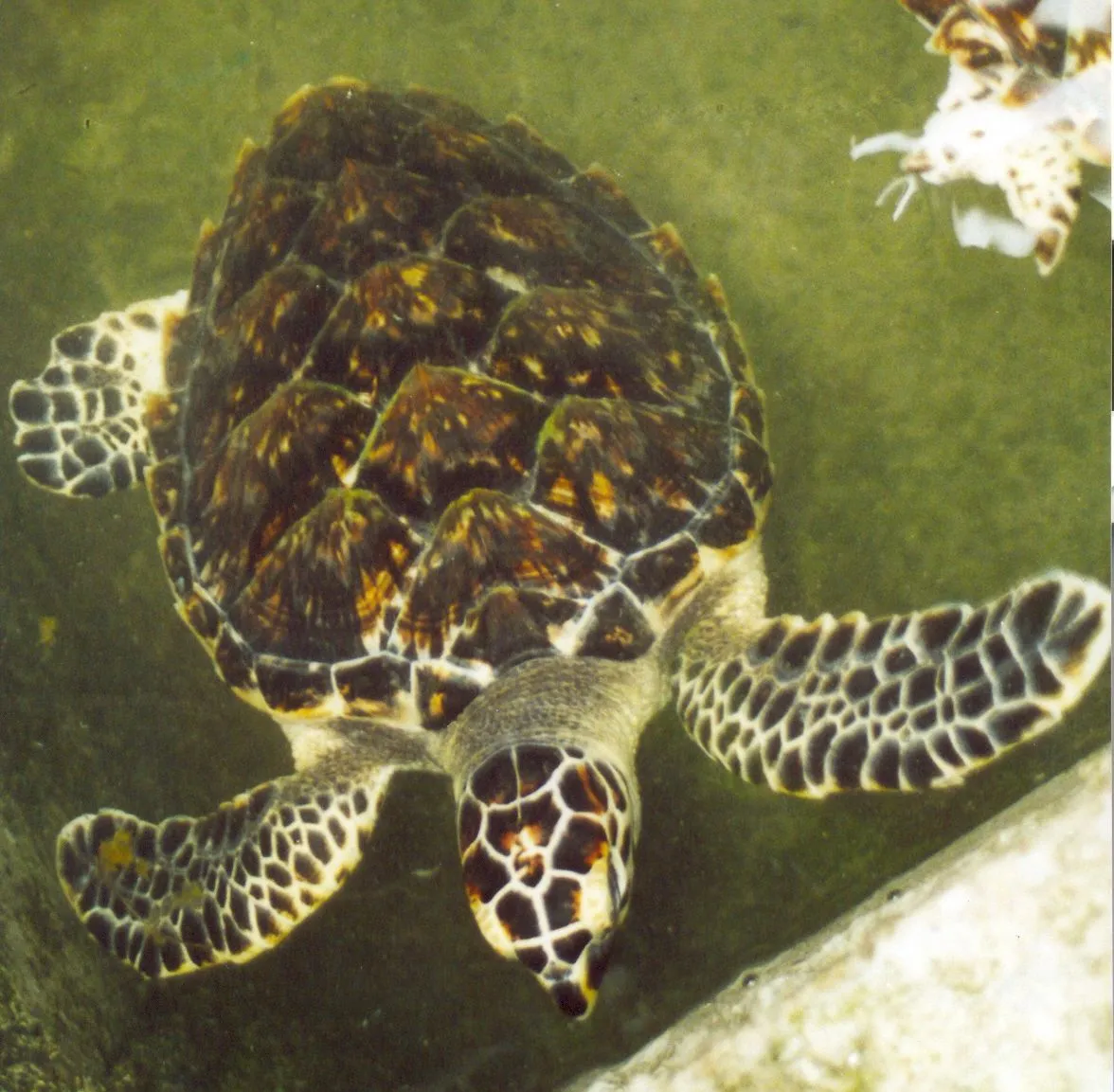 LA TORTUGA CAREY en grave peligro de extinción. - UNO DE TANTOS