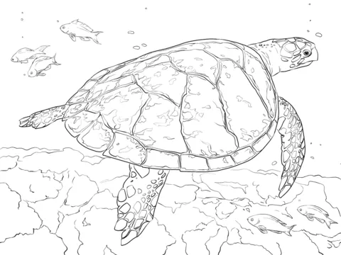 Tortuga Carey Realista dibujo para colorear | SuperColoring.com