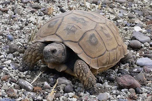 La tortuga fósil hallada en el Parque Güell cuestiona la ...