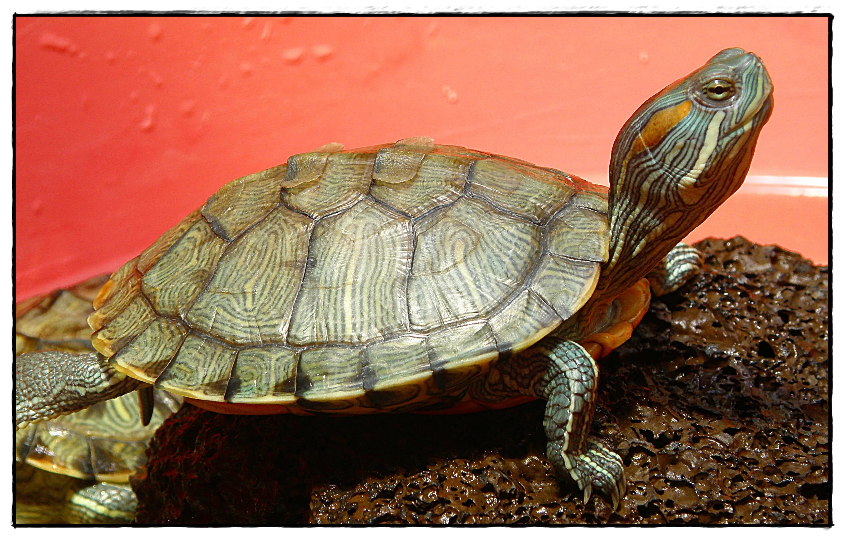 TORTUGA JAPONESA | Flickr - Photo Sharing!