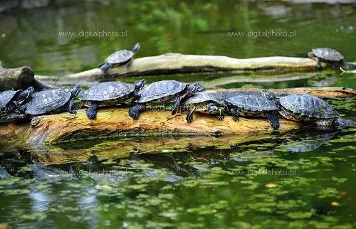 Tortuga de orejas rojas, Tortuga japonesa (Trachemys scripta ...