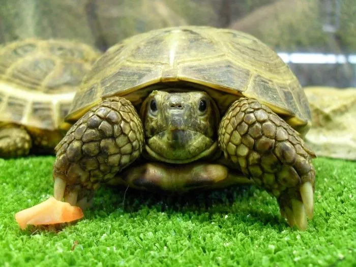 La tortuga rusa como mascota, cuidados tortuga rusa - Ocio