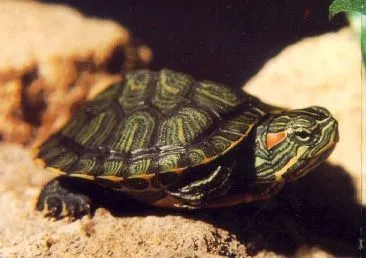 Tortugas