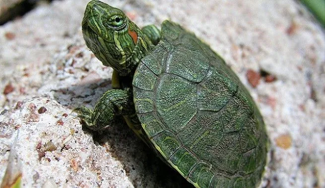 Tortugas