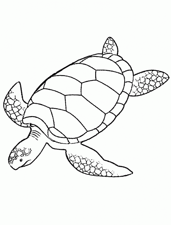 Tortugas para colorear | Colorear imágenes