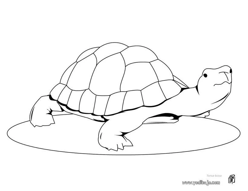 Tortugas para colorear | Dibujos para colorear