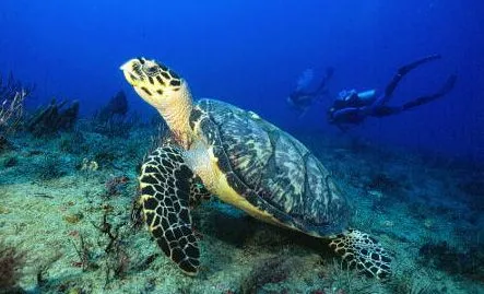 Tortugas Especies Ancentrales | Biodiversidad Tropical