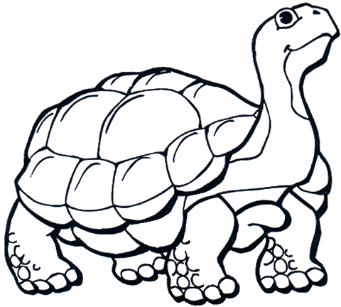 Tortugas gigantes para colorear - Imagui