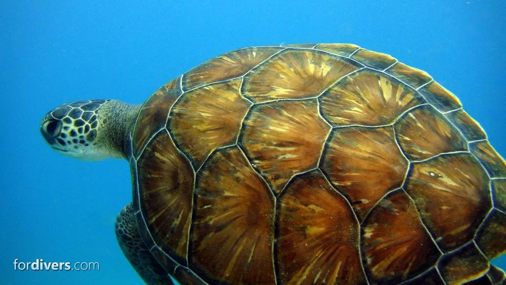 Tortugas marinas, todo sobre las 7 especies de tortugas.