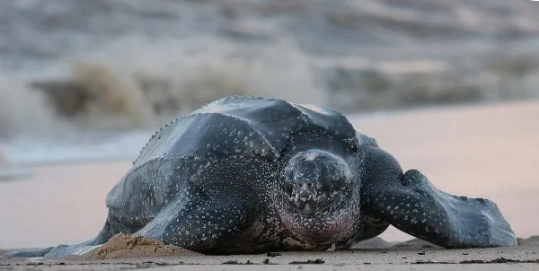 Tortugas marinas laúd | TORTUGAMARINAPEDIA