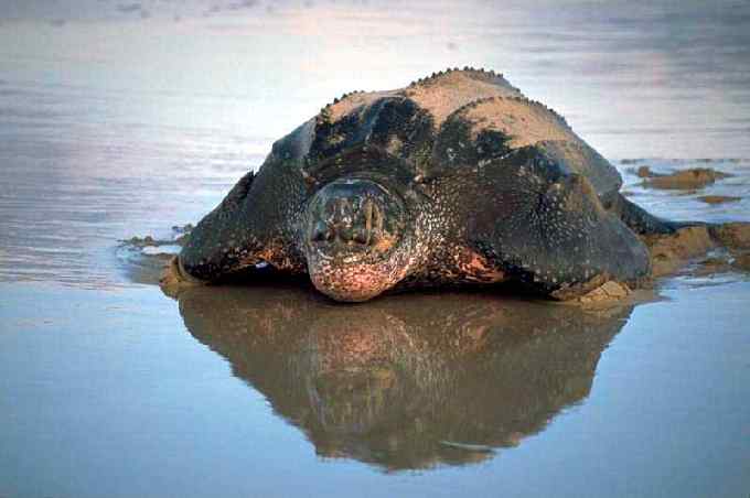 tortugas - Taringa!