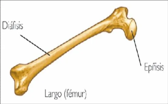 Huesos cortos - Imagui