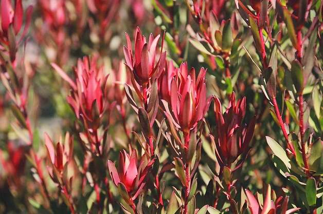 Tough, beautiful cone bushes - SFGate