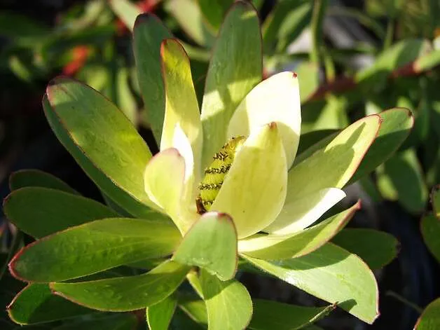 Tough, beautiful cone bushes - SFGate