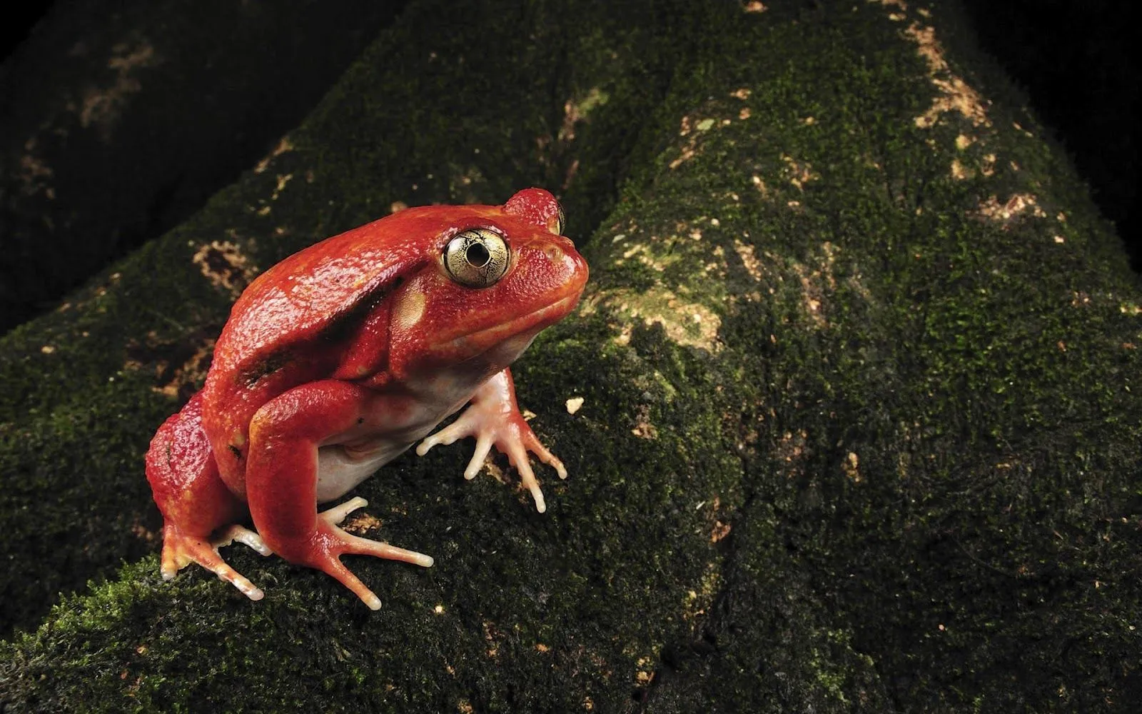 Toxic red frog on a tree or rock | HD Animals Wallpapers