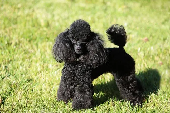 Toy Poodle Puppies for Sale from Trusted Breeders