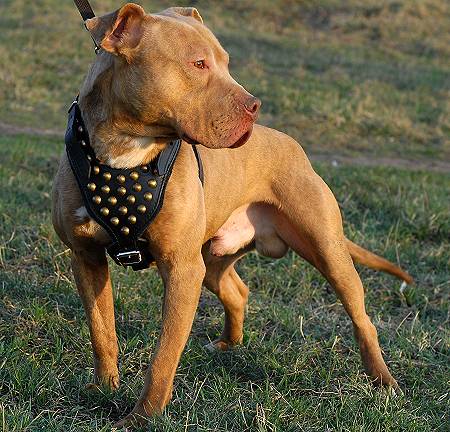 Tracking Walking leather dog harness- pitbull dog harness [H3 ...