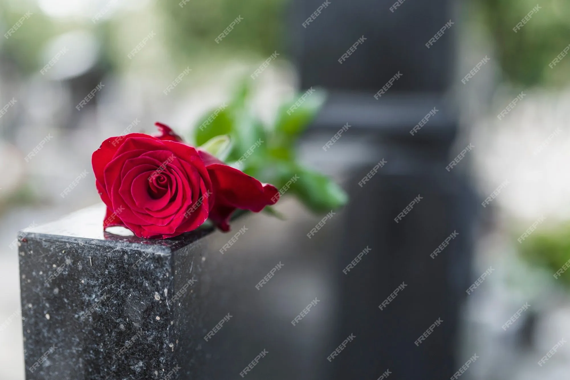 Tradición religiosa para poner una flor en memoria de los difuntos en la  losa de granito de la | Foto Premium