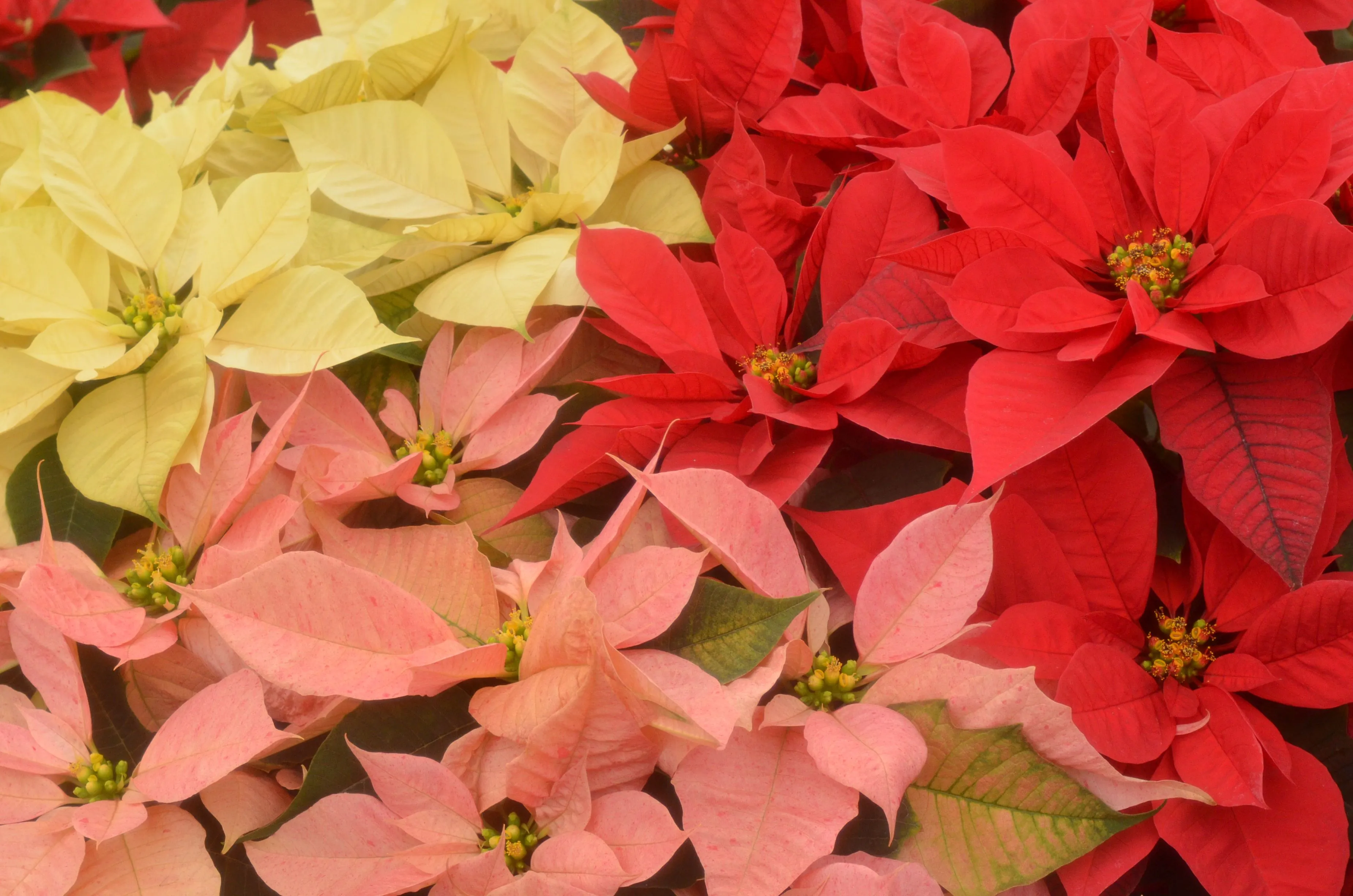 LA TRADICIONAL FLOR DE NOCHE BUENA