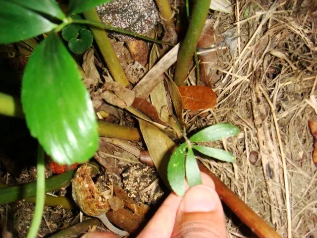 trajes hemafroditas... - Foro de InfoJardín