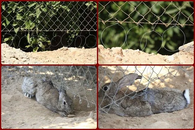Trampas para conejos. 15 de Junio de 2012. | Flickr - Photo Sharing!