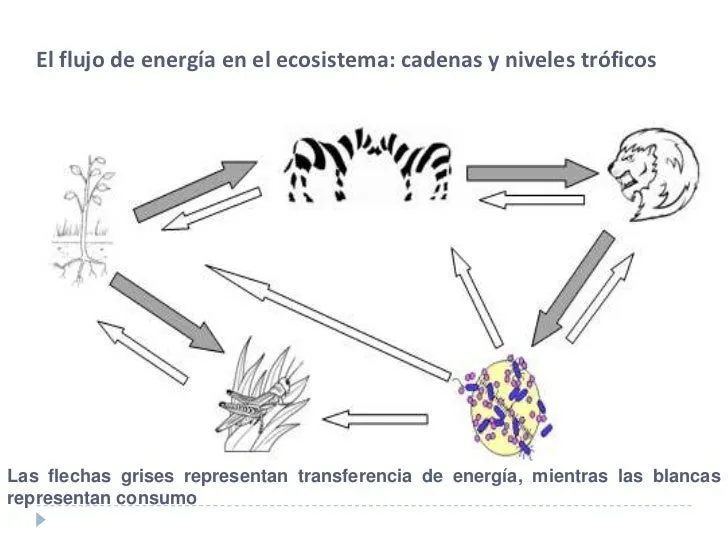Tranf energia ecosist iiº medio