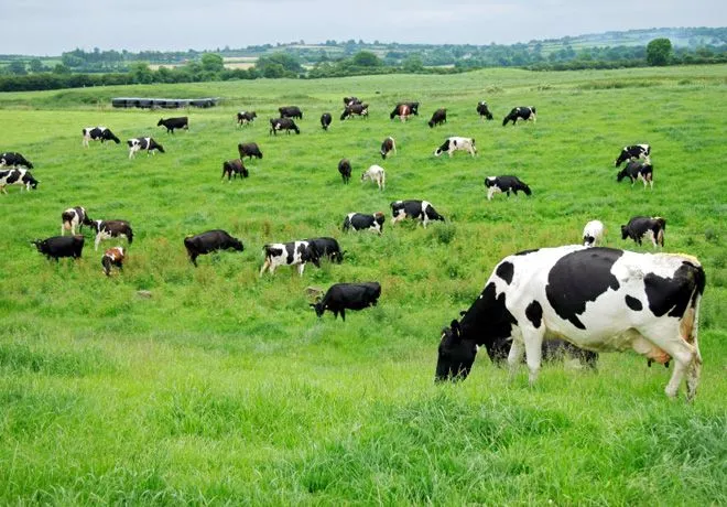 El buen trato a las vacas minimiza las pérdidas en el campo ...