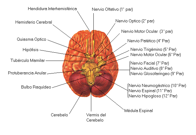 TRAUMA CRANEOENCEFALICO: Trauma craneoencefalico