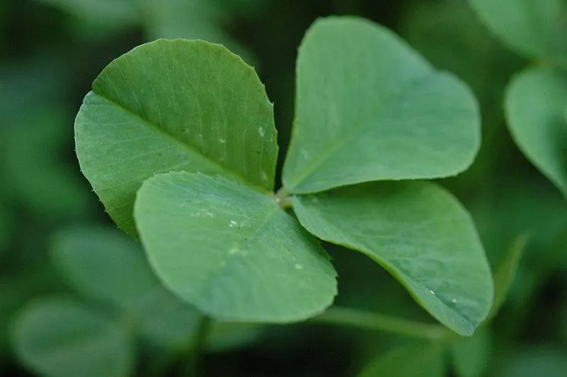 Trébol de 4 hojas como amuleto de buena suerte - Innatia.