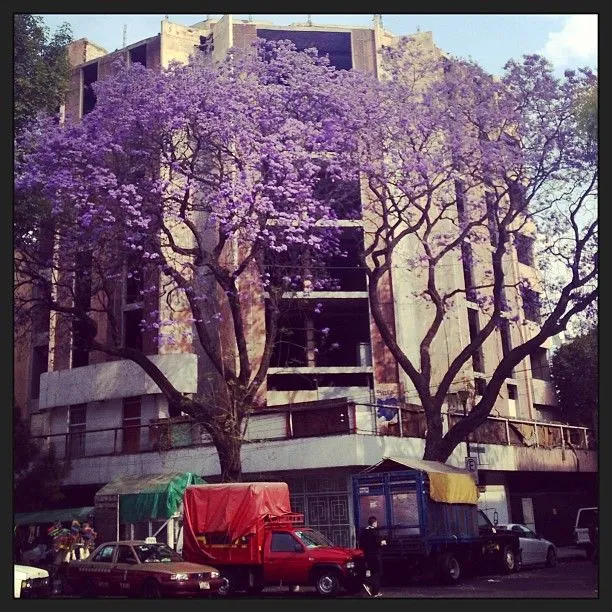 tree #purple #df #mexico #taxi #arbol #morado #beautiful #méxico ...